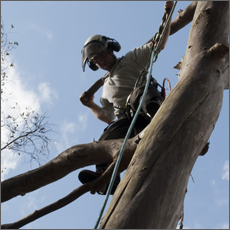 R.D. Tree Surgery Homepage Image