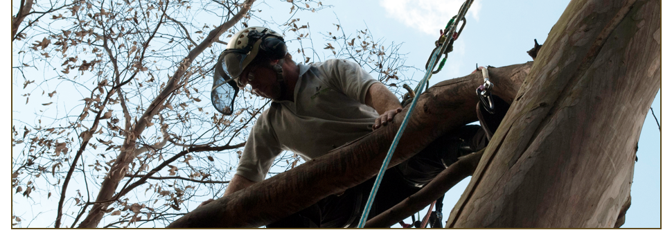 R.D Tree Surgery Slideshow Image