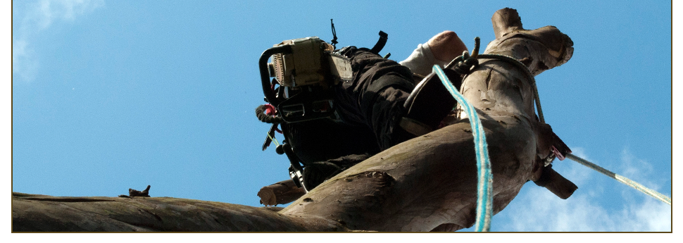 R.D Tree Surgery Slideshow Image